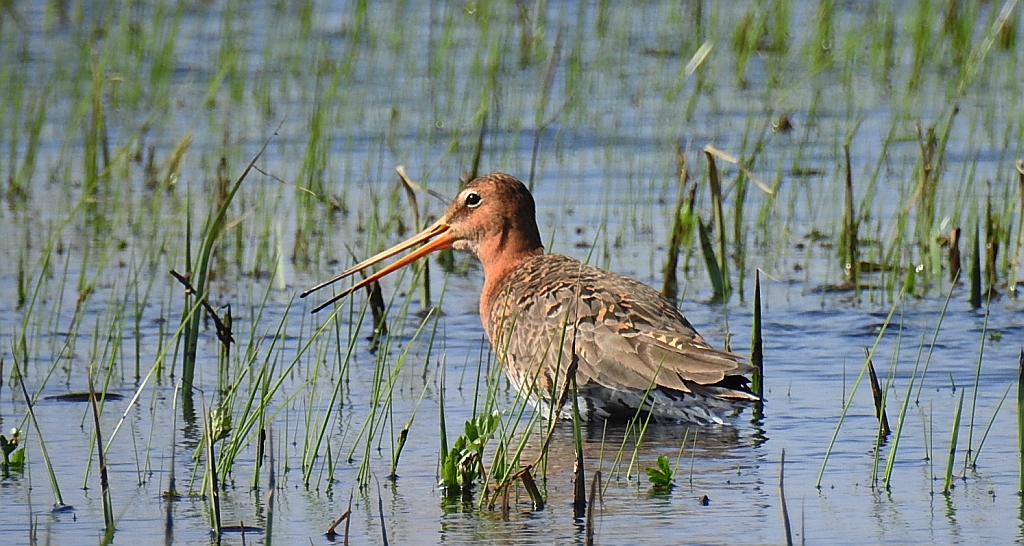 Rycyk, szlamik rycyk (Limosa limosa)