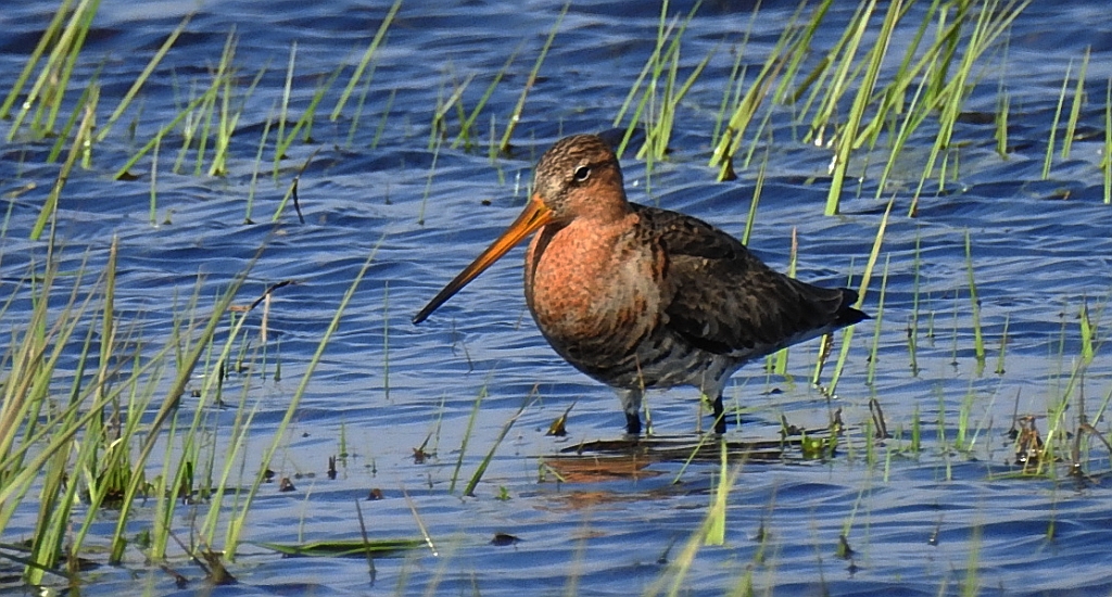 Rycyk, szlamik rycyk (Limosa limosa)
