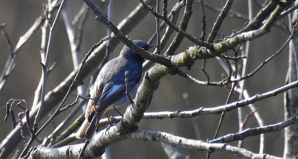Kopciuszek (Phoenicurus ochruros)