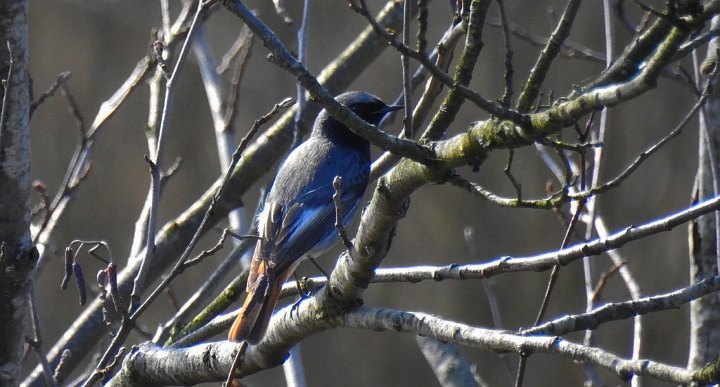 Kopciuszek (Phoenicurus ochruros)