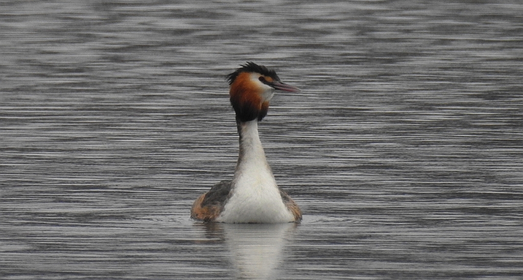 Perkoz dwuczuby (Podiceps cristatus)