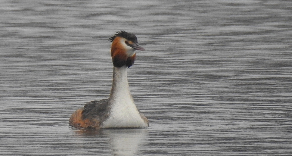 Perkoz dwuczuby (Podiceps cristatus)