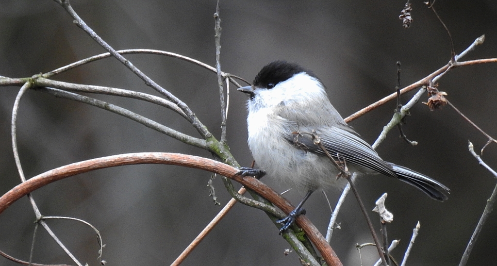 Sikora uboga, szarytka (Parus palustris)