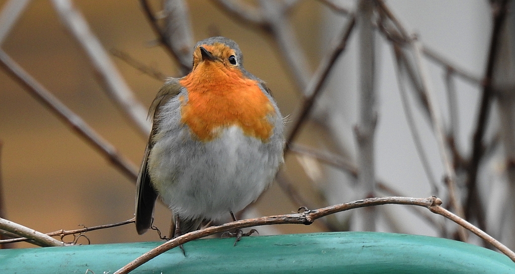 Rudzik, rudzik zwyczajny, raszka (Erithacus rubecula)