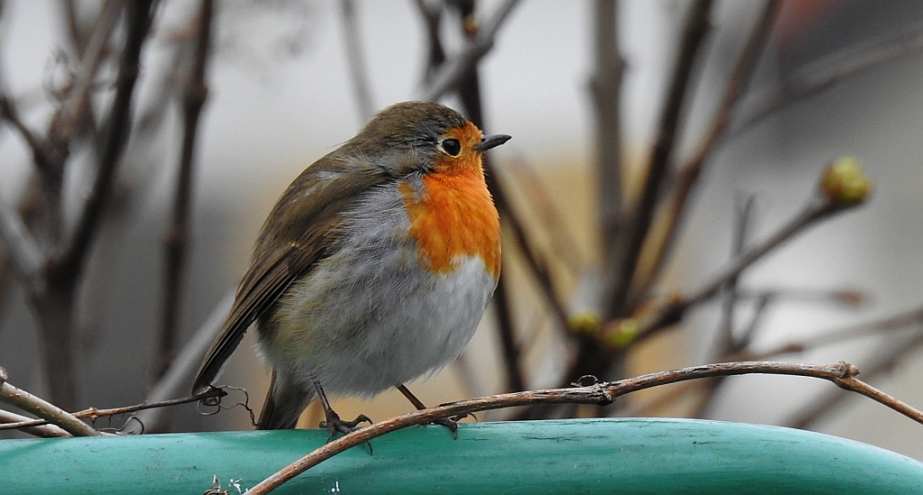 Rudzik, rudzik zwyczajny, raszka (Erithacus rubecula)