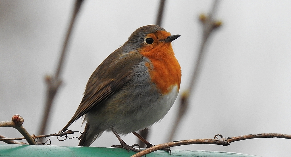 Rudzik, rudzik zwyczajny, raszka (Erithacus rubecula)