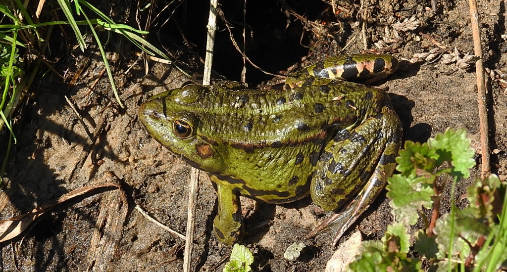Żaba śmieszka (Rana ridibunda)
