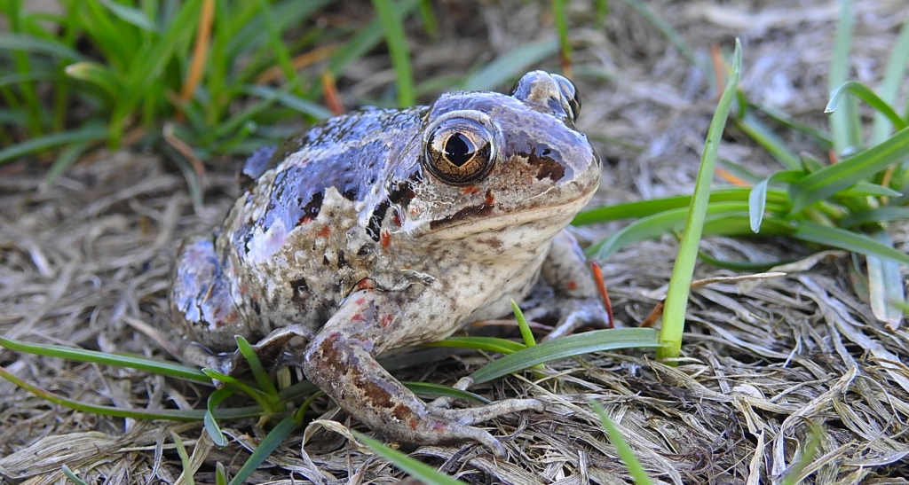 Grzebiuszka ziemna, huczek (Pelobates fuscus)