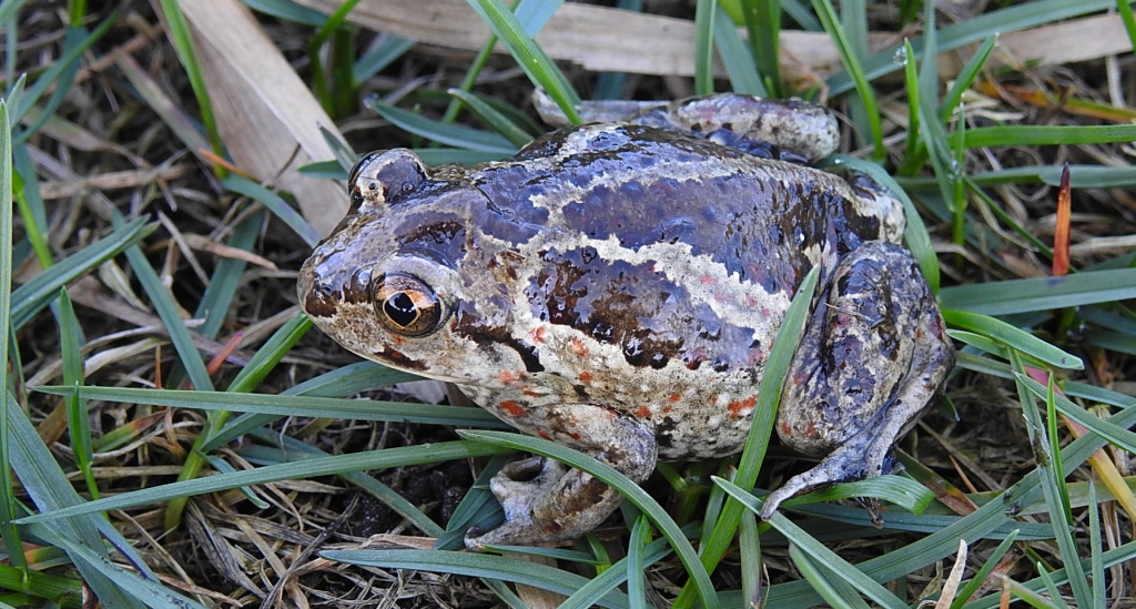 Grzebiuszka ziemna, huczek (Pelobates fuscus)