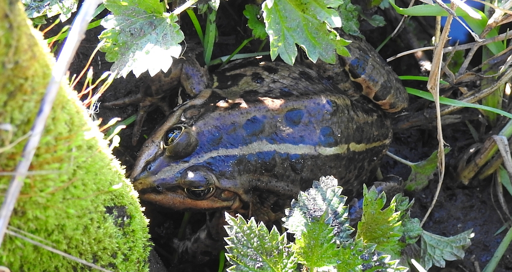 Żaba śmieszka (Rana ridibunda)