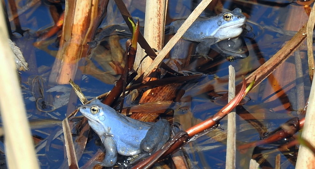 Żaba moczarowa (Rana arvalis)