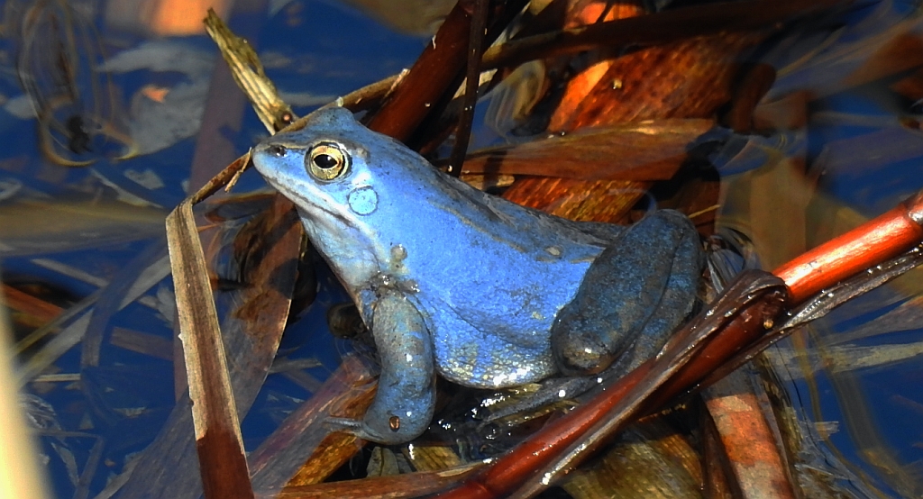Żaba moczarowa (Rana arvalis)