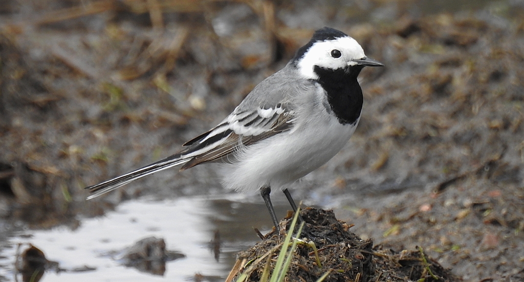 Pliszka siwa (Motacilla alba)