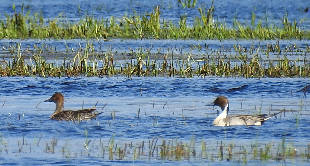 Rożeniec zwyczajny, rożeniec (Anas acuta)