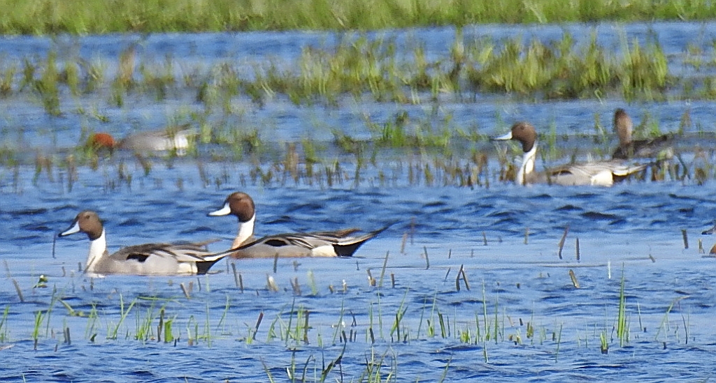 Rożeniec zwyczajny, rożeniec (Anas acuta)