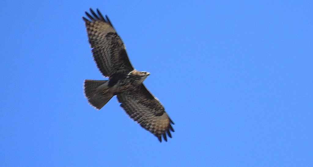 Myszołów zwyczajny, myszołów (Buteo buteo)