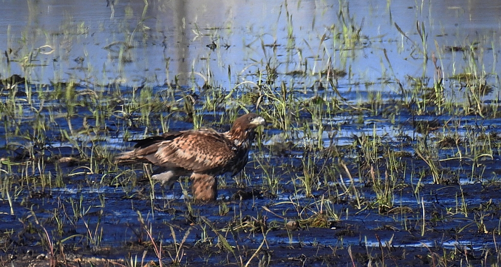 Bielik zwyczajny, bielik, birkut (Haliaeetus albicilla)