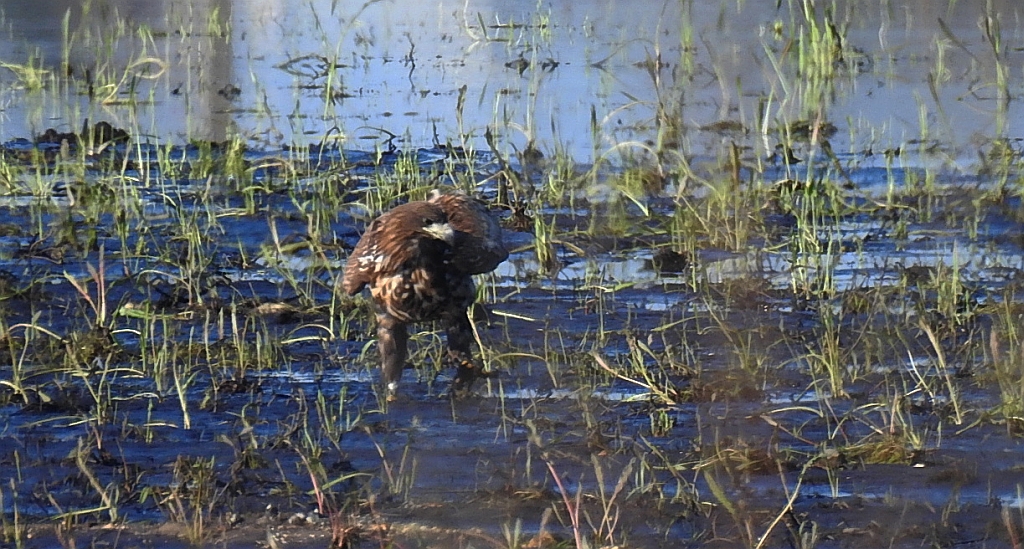Bielik zwyczajny, bielik, birkut (Haliaeetus albicilla)