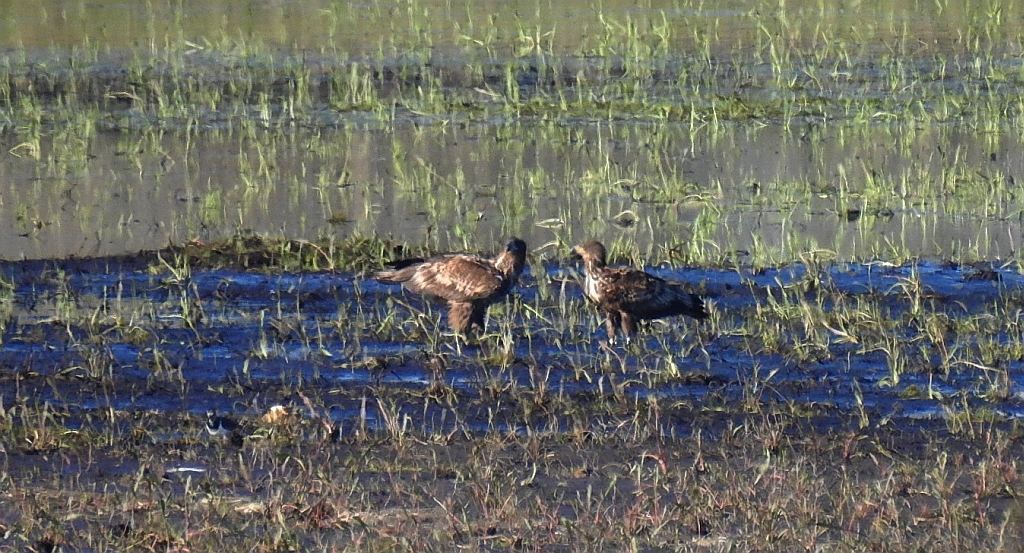 Bielik zwyczajny, bielik, birkut (Haliaeetus albicilla)