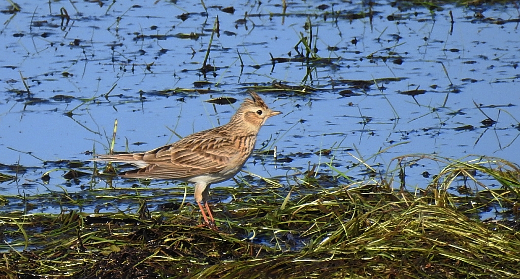 Skowronek zwyczajny, skowronek polny, skowronek, rolak (Alauda arvensis)