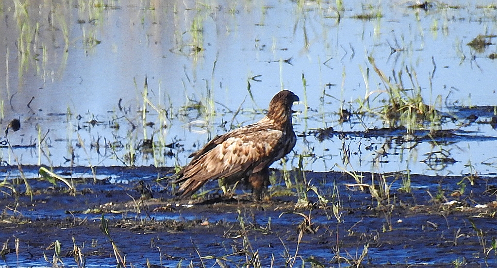 Bielik zwyczajny, bielik, birkut (Haliaeetus albicilla)