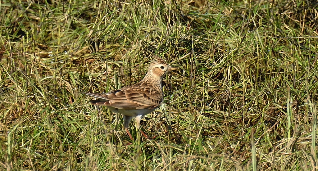 Skowronek zwyczajny, skowronek polny, skowronek, rolak (Alauda arvensis)