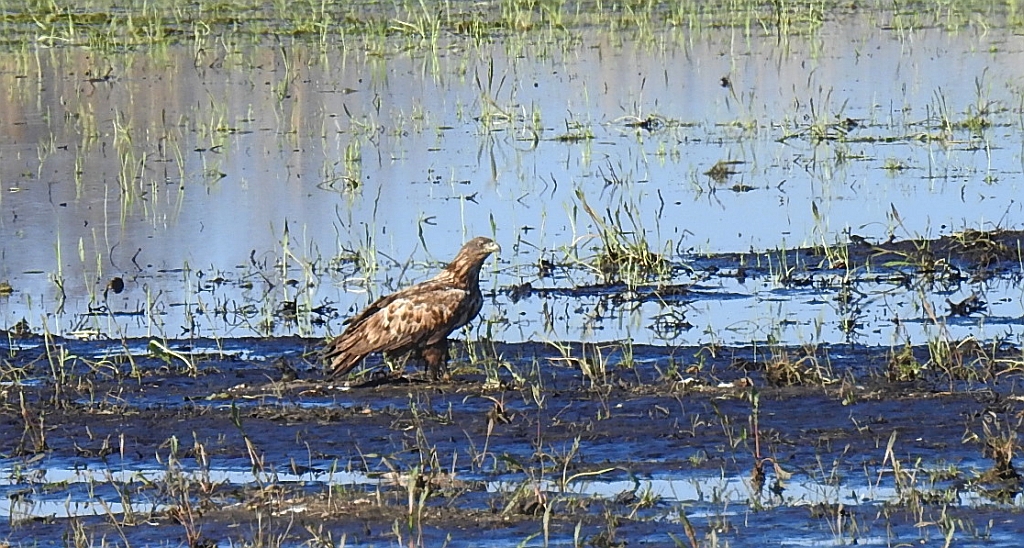 Bielik zwyczajny, bielik, birkut (Haliaeetus albicilla)