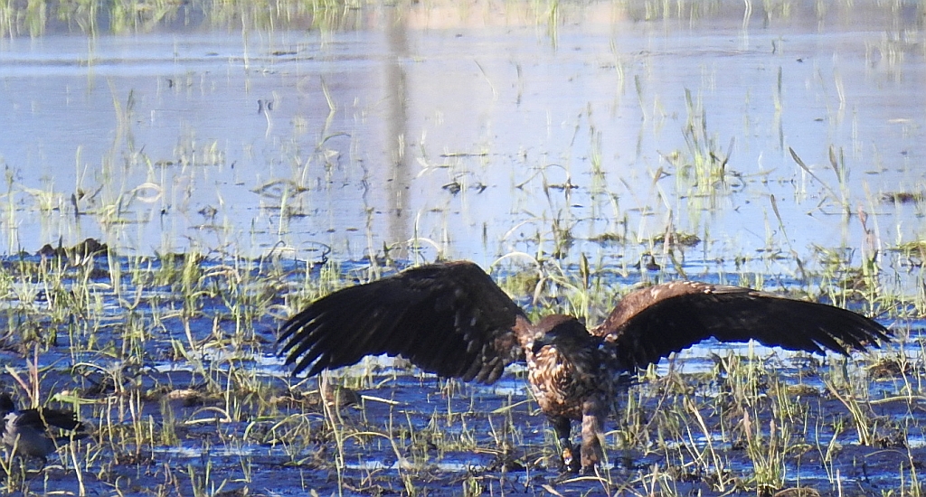 Bielik zwyczajny, bielik, birkut (Haliaeetus albicilla)