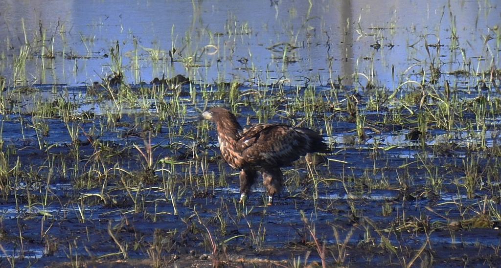 Bielik zwyczajny, bielik, birkut (Haliaeetus albicilla)