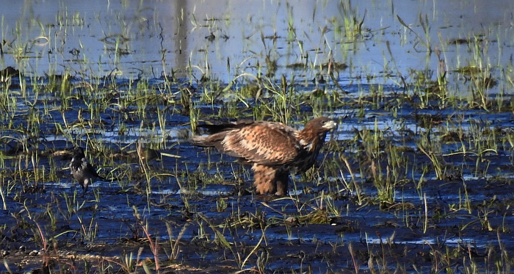 Bielik zwyczajny, bielik, birkut (Haliaeetus albicilla)