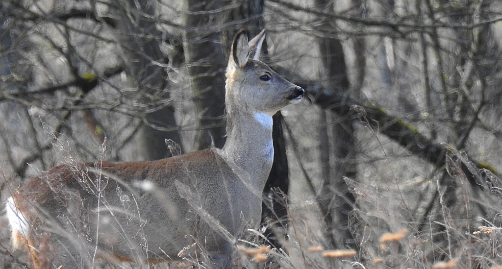 Sarna europejska (Capreolus capreolus)
