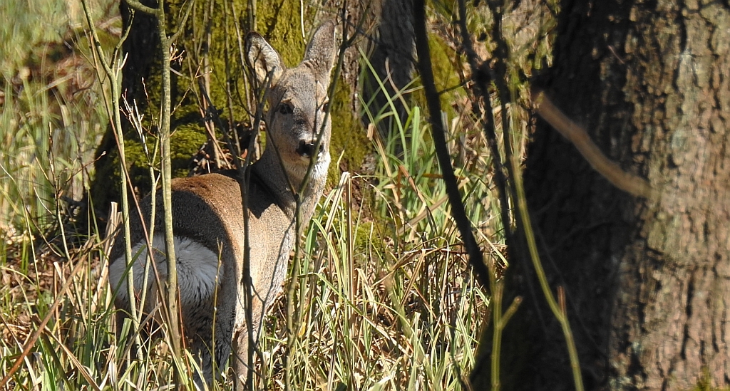 Sarna europejska, sarna (Capreolus capreolus)