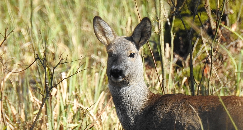 Sarna europejska, sarna (Capreolus capreolus)