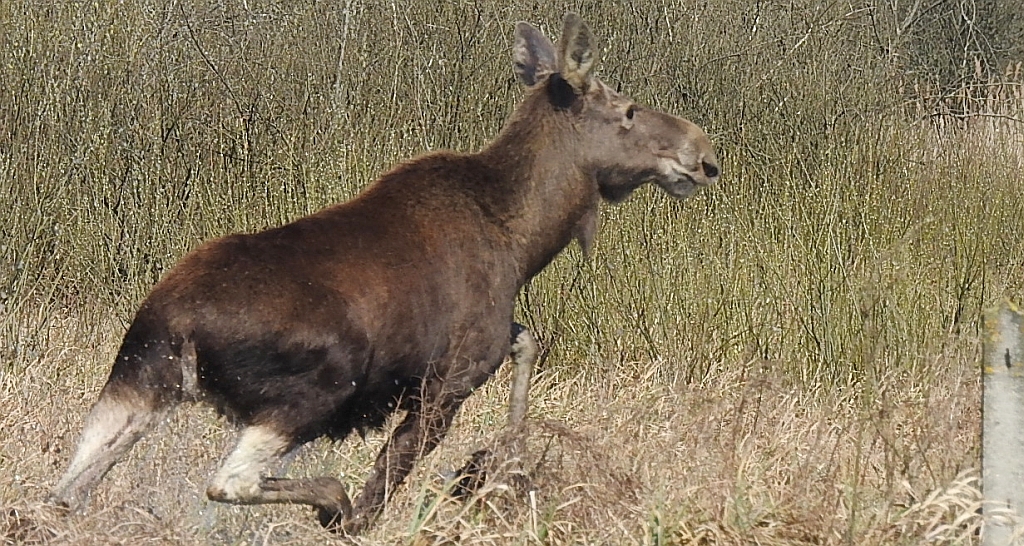 Łoś euroazjatycki (Alces alces)