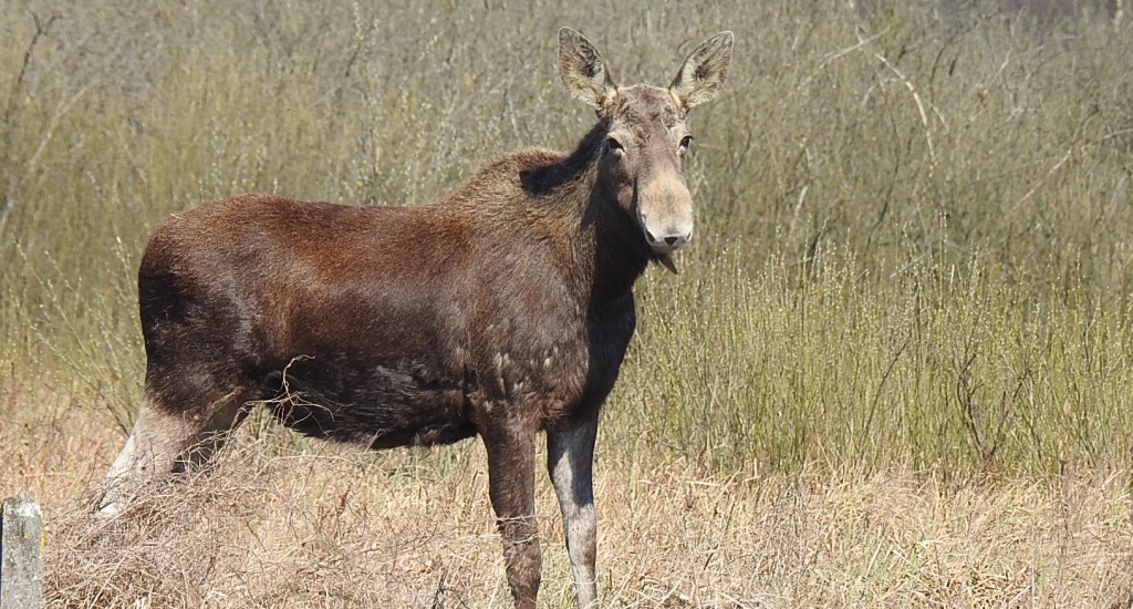 Łoś euroazjatycki (Alces alces)