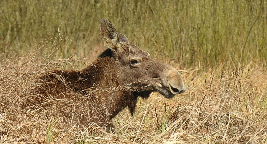 Łoś euroazjatycki (Alces alces)