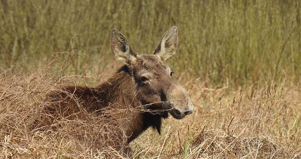 Łoś euroazjatycki (Alces alces)