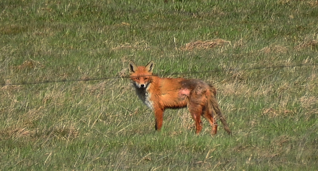Lis rudy, lis pospolity (Vulpes vulpes)