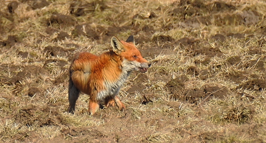 Lis rudy, lis pospolity (Vulpes vulpes)