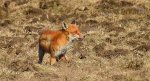 Lis rudy, lis pospolity (Vulpes vulpes)