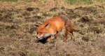 Lis rudy, lis pospolity (Vulpes vulpes)