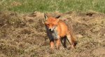 Lis rudy, lis pospolity (Vulpes vulpes)