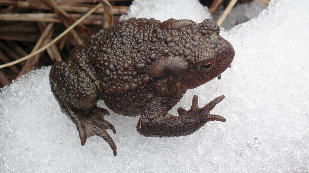 Ropucha szara (Bufo bufo)