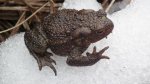Ropucha szara (Bufo bufo)