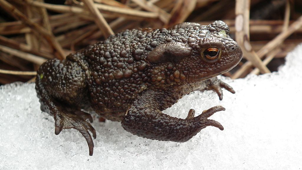 Ropucha szara (Bufo bufo)