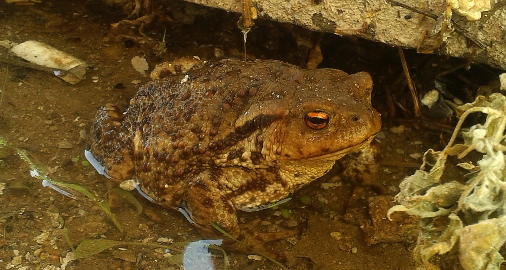 Ropucha szara, ropucha zwyczajna (Bufo bufo)