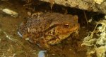 Ropucha szara, ropucha zwyczajna (Bufo bufo)