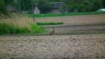 Zając szarak (Lepus europaeus)