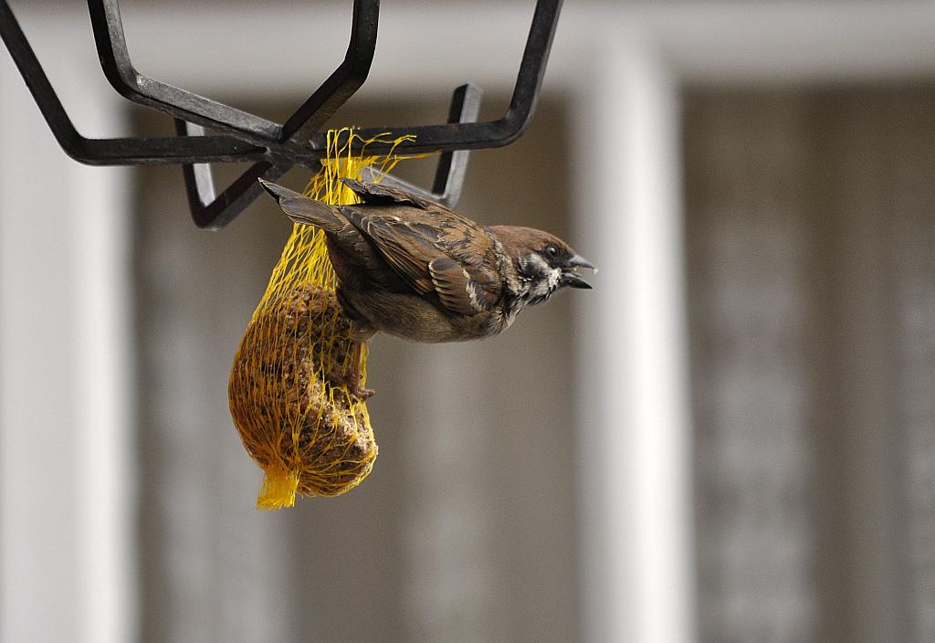 Mazurek, wróbel mazurek, wróbel polny (Passer montanus)