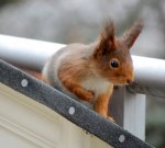 Wiewiórka pospolita, wiewiórka ruda (Sciurus vulgaris)